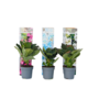 Voir la diapositive 1 : PLANT IN A BOX Hortensia - Set de 3 - Hydrangea macrophylla - Hauteur 25-40cm - ⌀9cm