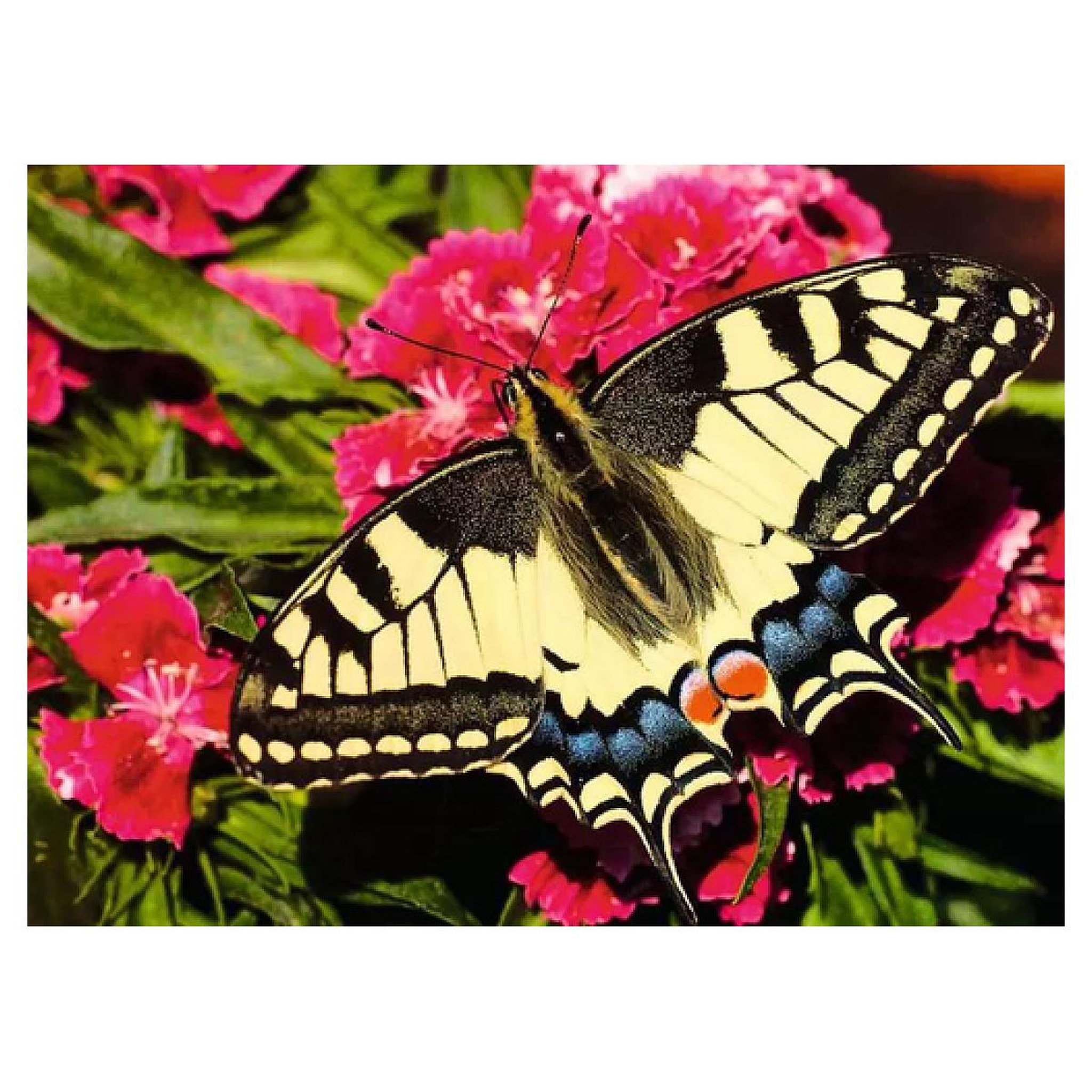Voir la diapositive 2 : RAVENSBURGER 500p Highlight Papillon et fleurs