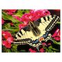 Voir la diapositive 2 : RAVENSBURGER 500p Highlight Papillon et fleurs