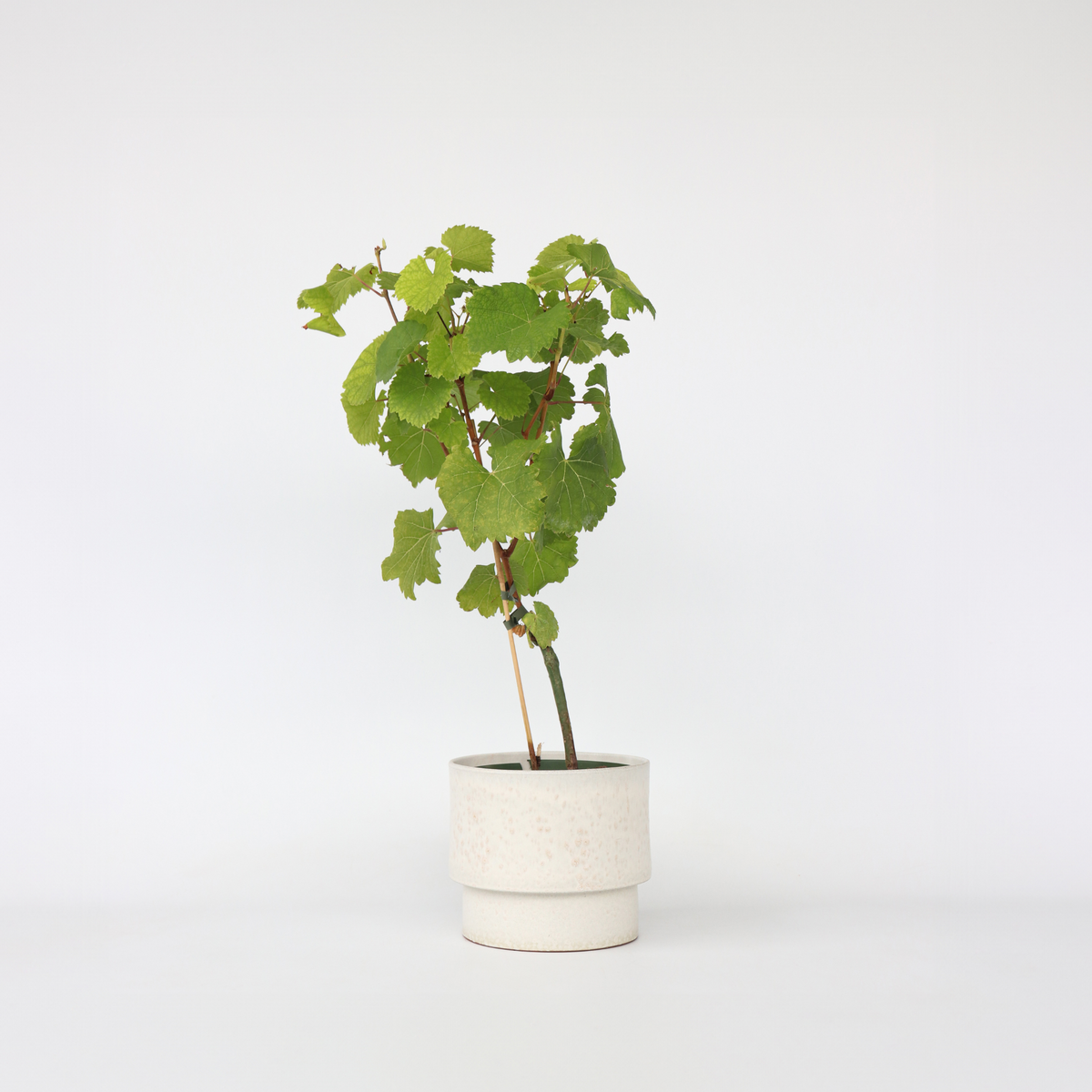 PLANT IN A BOX Vigne à raisin - Vitis vinifera ‘Vanessa' - Hauteur 60-75cm - ⌀21cm