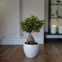 Voir la diapositive 5 : PLANT IN A BOX Bonsaï - Ficus microcarpa - Hauteur 30-40cm - ⌀12cm