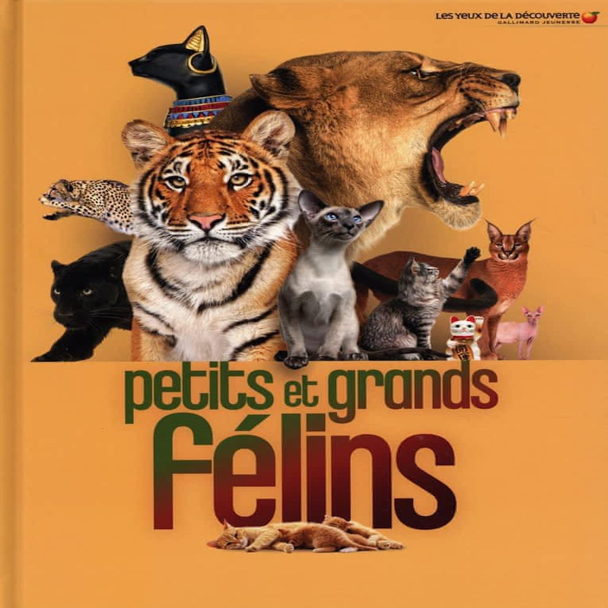 PETITS ET GRANDS FELINS, Clutton-Brock Juliet