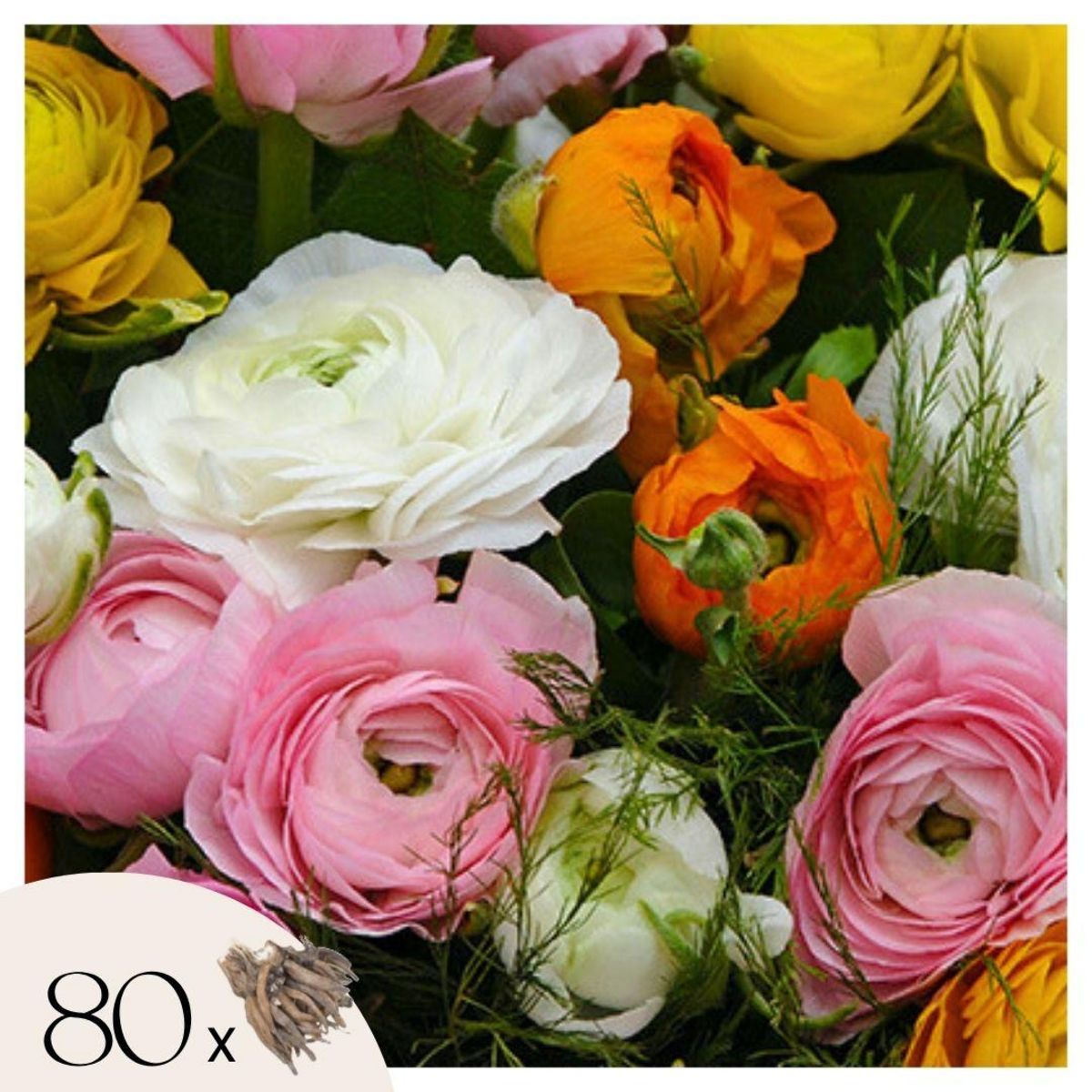 PLANT IN A BOX Renoncule - Set de 80 - Ranunculus - Bulbes à fleurs