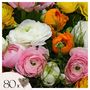 Voir la diapositive 1 : PLANT IN A BOX Renoncule - Set de 80 - Ranunculus - Bulbes à fleurs