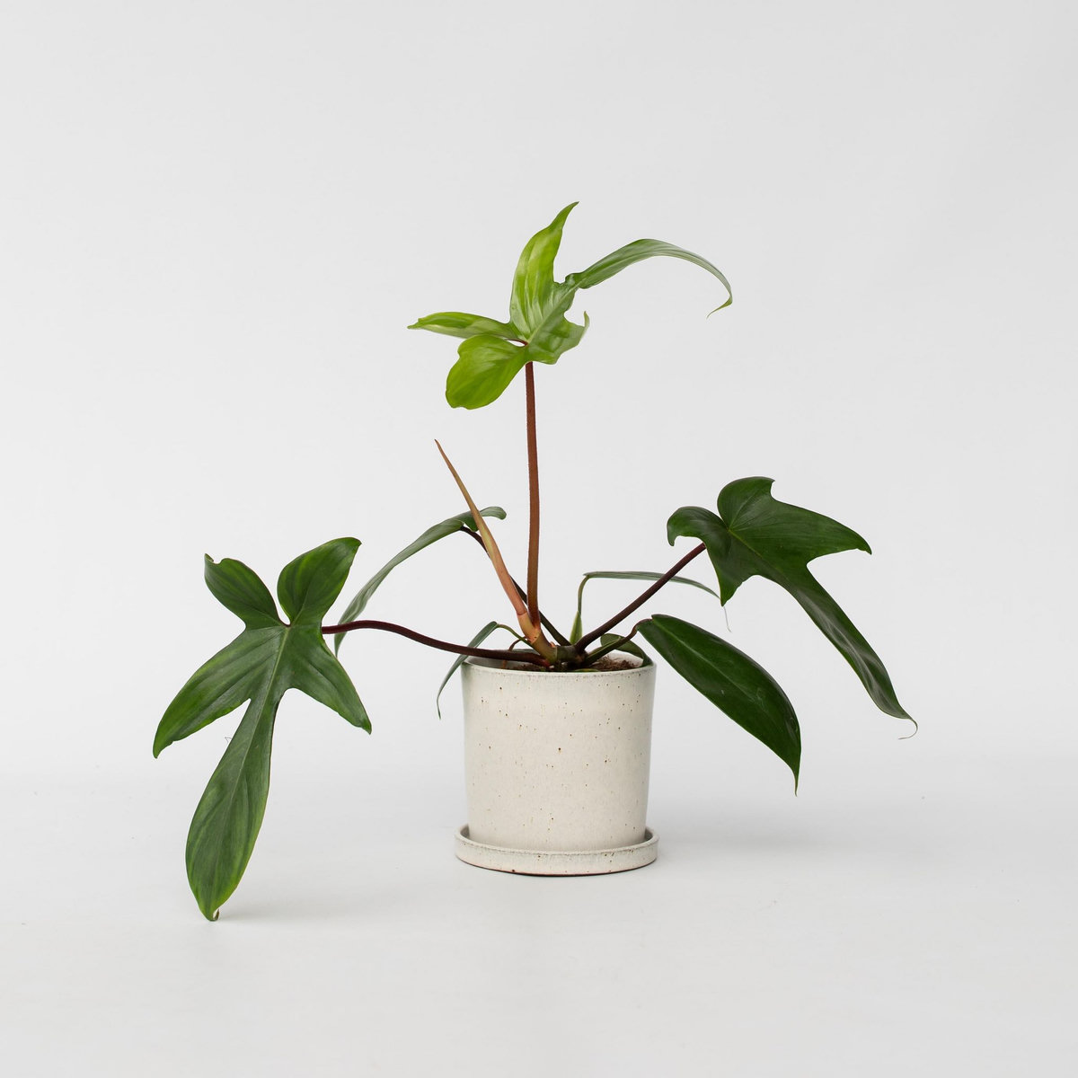 PLANT IN A BOX Plante verte - Philodendron 'Florida Green' - Hauteur 20-30cm - ⌀12cm