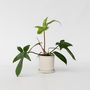 Voir la diapositive 5 : PLANT IN A BOX Plante verte - Philodendron 'Florida Green' - Hauteur 20-30cm - ⌀12cm