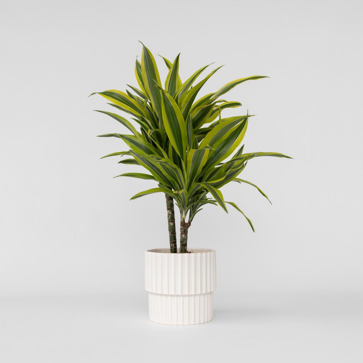 PLANT IN A BOX Dragonnier - Dracaena deremensis 'Lemon Lime' - Hauteur 60-70cm - ⌀17cm