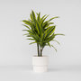 Voir la diapositive 5 : PLANT IN A BOX Dragonnier - Dracaena deremensis 'Lemon Lime' - Hauteur 60-70cm - ⌀17cm