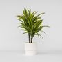 Voir la diapositive 5 : PLANT IN A BOX Dragonnier - Dracaena deremensis 'Lemon Lime' - Hauteur 60-70cm - ⌀17cm