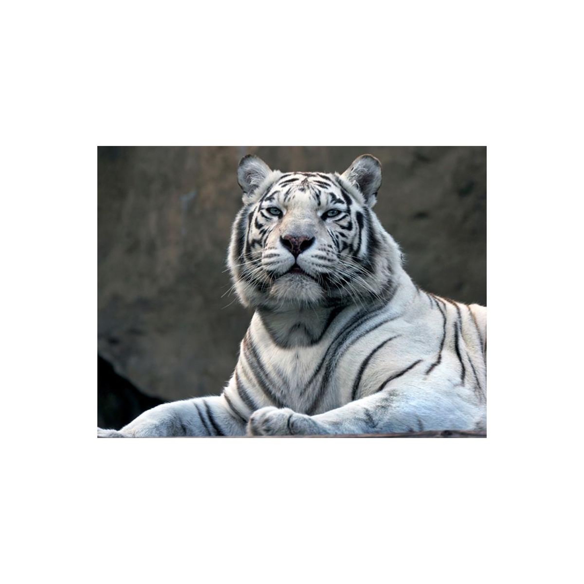Voir la diapositive 2 : Paris Prix Papier Peint  Tigre du Bengale au Zoo