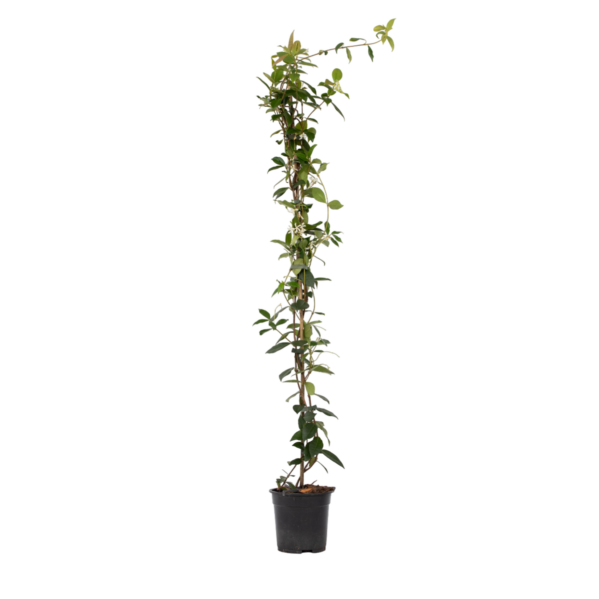 PLANT IN A BOX Jasmin étoilé - Trachelospermum jasminoides - Hauteur 110-120cm - ⌀17cm