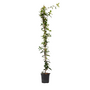 Voir la diapositive 1 : PLANT IN A BOX Jasmin étoilé - Trachelospermum jasminoides - Hauteur 110-120cm - ⌀17cm