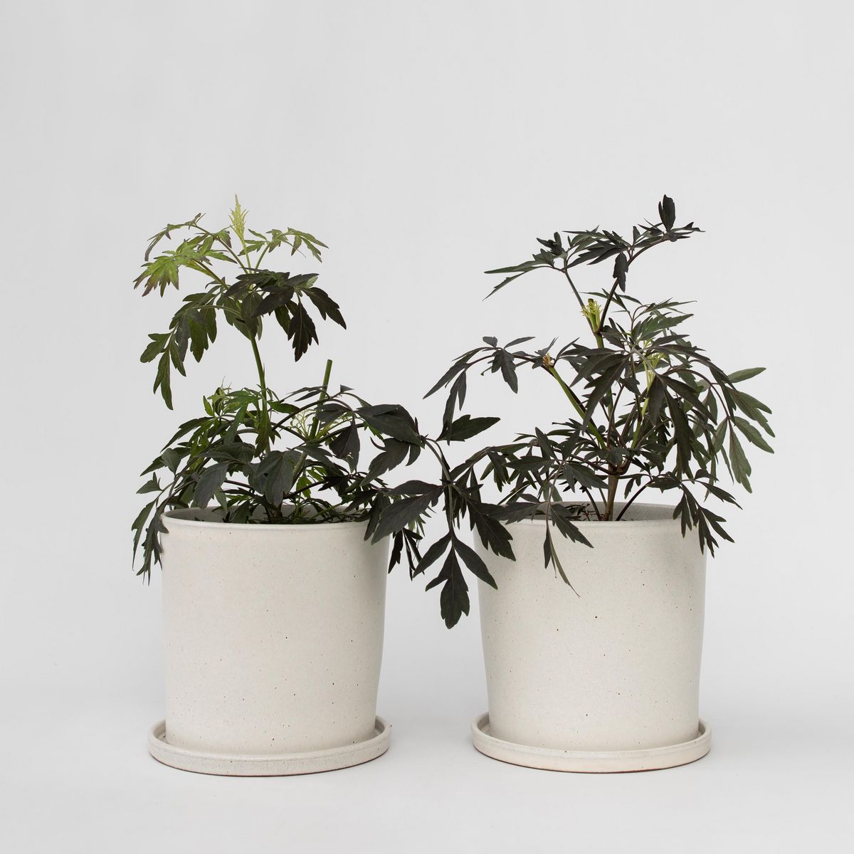 PLANT IN A BOX Sureau noir - Set de 4 - Sambucus nigra 'Black Lace' - Hauteur 25-40cm - ⌀17cm