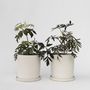 Voir la diapositive 6 : PLANT IN A BOX Sureau noir - Set de 4 - Sambucus nigra 'Black Lace' - Hauteur 25-40cm - ⌀17cm