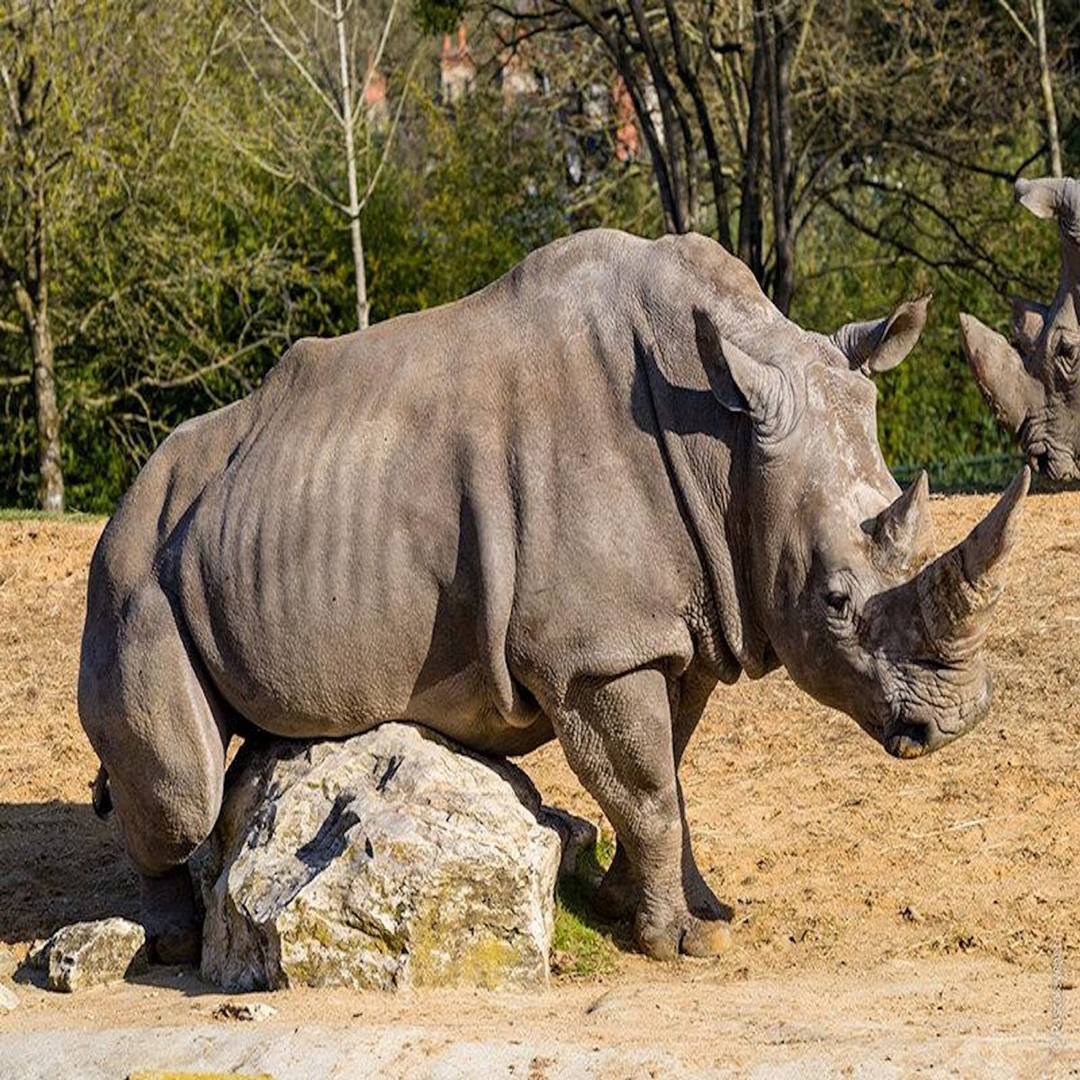 Smartbox Billets pour le ZooParc de Beauval 2026 : 2 entrées adulte et 1 entrée enfant pour 2 journées - Coffret Cadeau Multi-thèmes