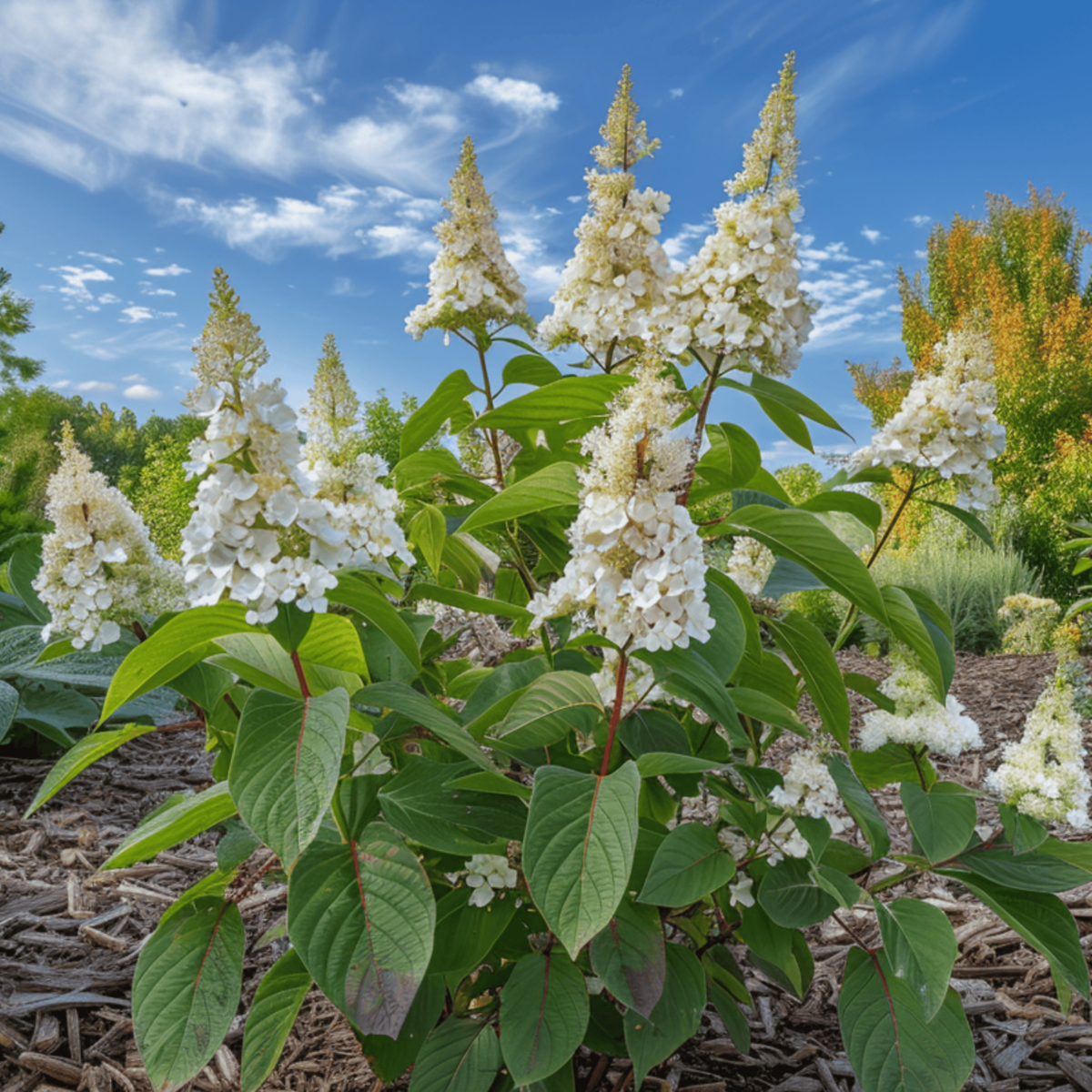 PLANT IN A BOX Hortensia - Hydrangea paniculata 'Confetti' - Hauteur 25-40cm - ⌀19cm