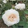 Rosier buisson Queen Elisabeth blanc