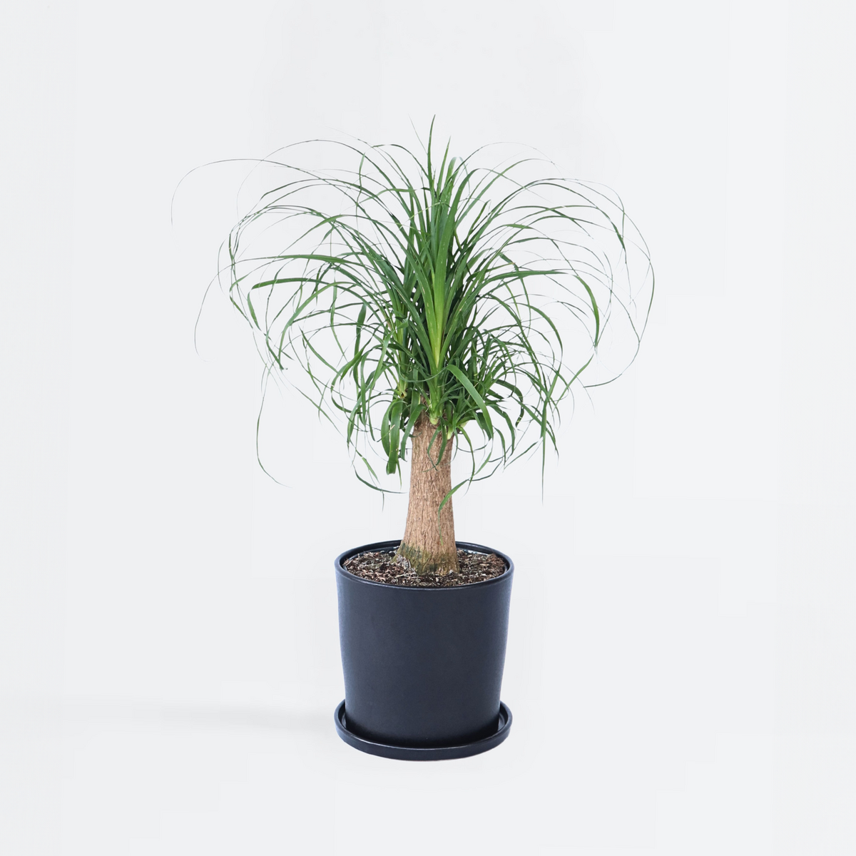 PLANT IN A BOX Pied d'éléphant - Beaucarnea 'recurvata' - Hauteur 60-70cm - ⌀21cm