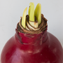 Voir la diapositive 3 : PLANT IN A BOX Amaryllis - Hippeastrum 'Wax Bordeaux' - Bulbe de fleur - Rouge