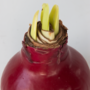 Voir la diapositive 3 : PLANT IN A BOX Amaryllis - Hippeastrum 'Wax Bordeaux' - Bulbe de fleur - Rouge