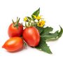 VERITABLE Recharge jardin d'intérieur mini tomate rouge