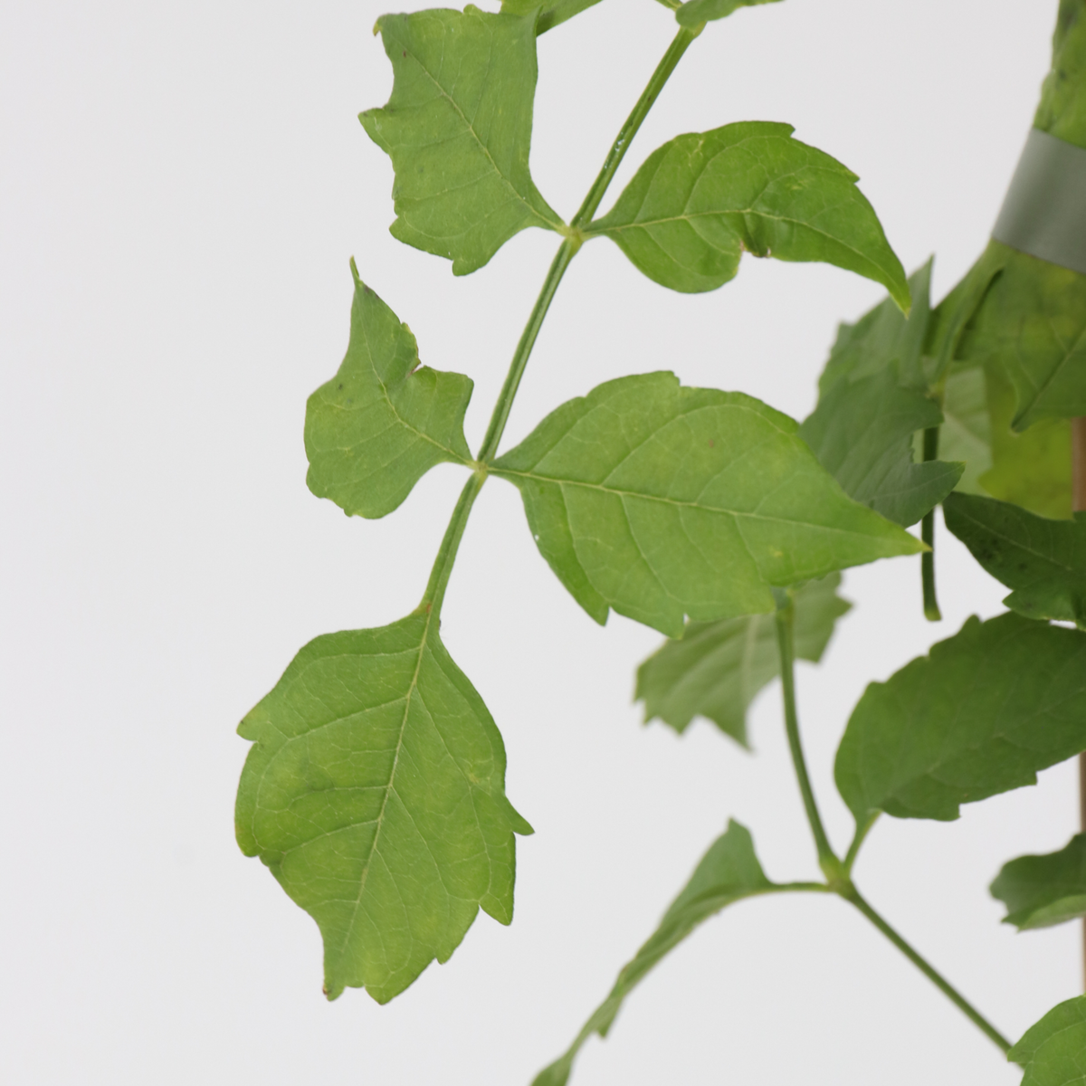 PLANT IN A BOX Bignone à trompettes - Campsis radicans - Hauteur 110-120cm - ⌀17cm