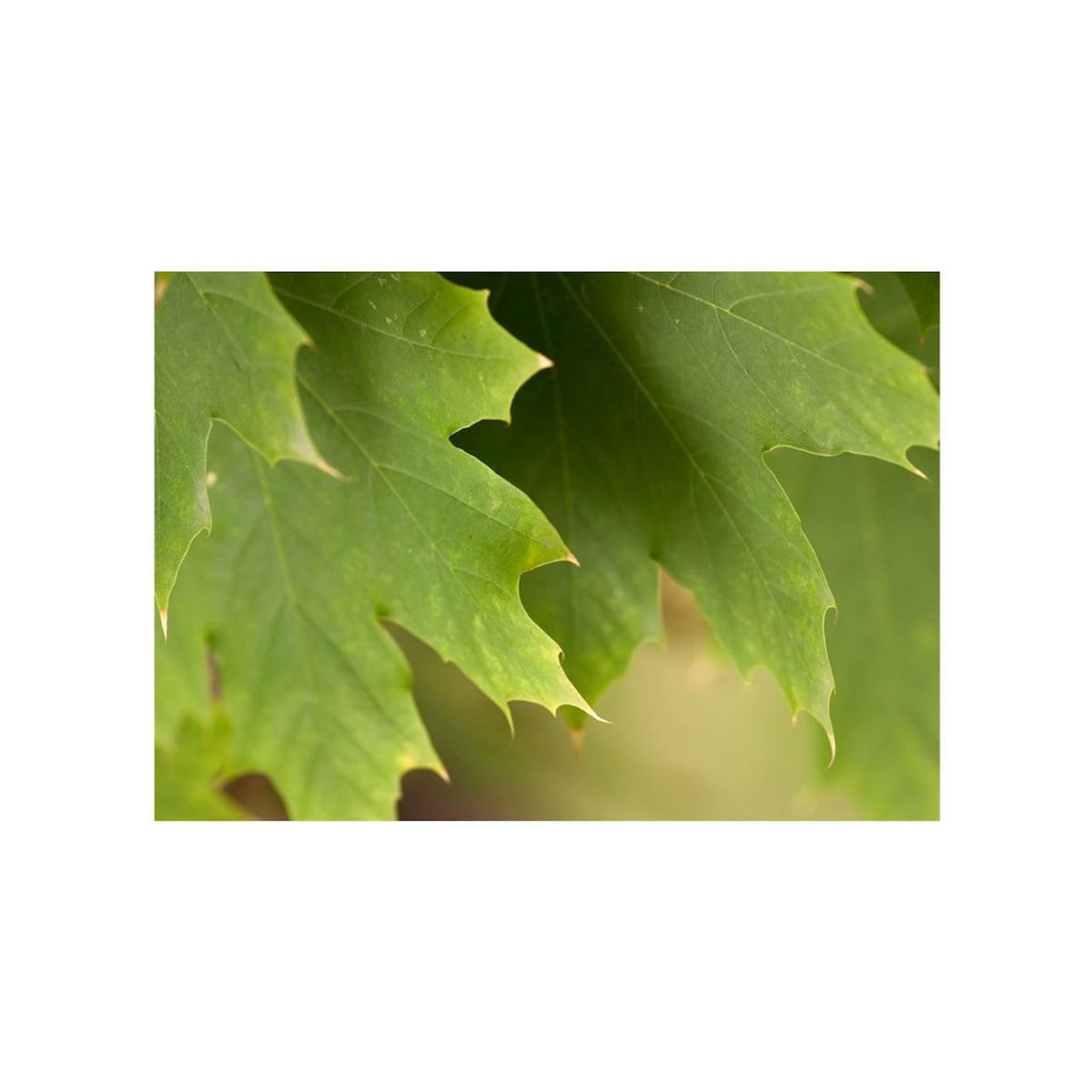 Paris Prix Papier Peint  Feuilles