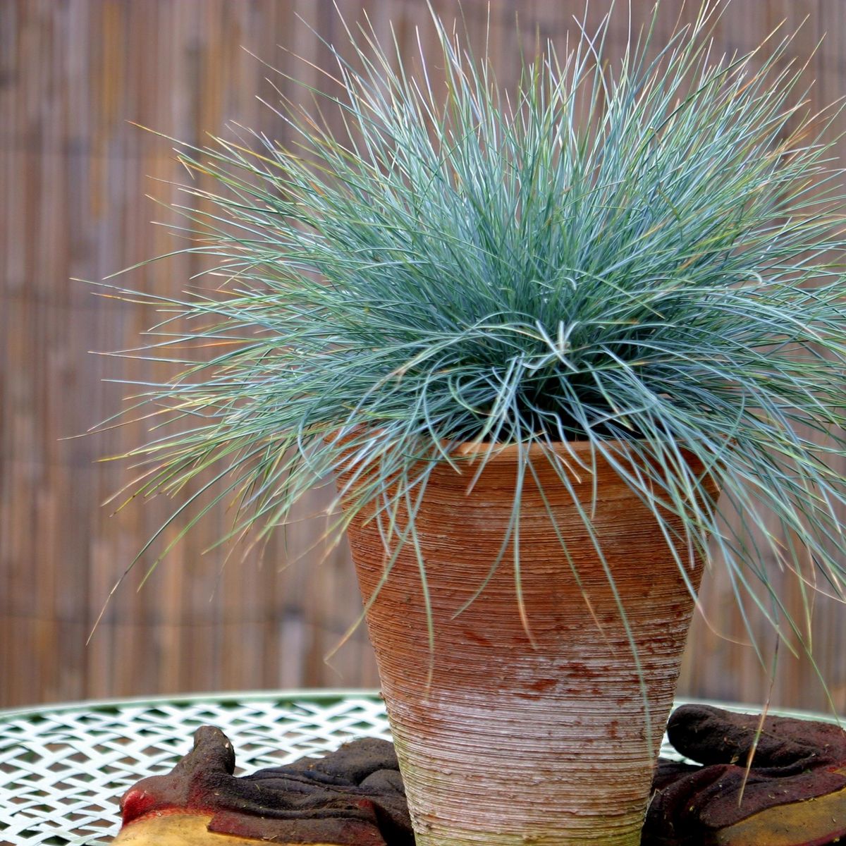 PLANT IN A BOX Fétuque - Set de 6 - Festuca glauca 'Elijah Blue' - Hauteur 10-15cm - ⌀9cm
