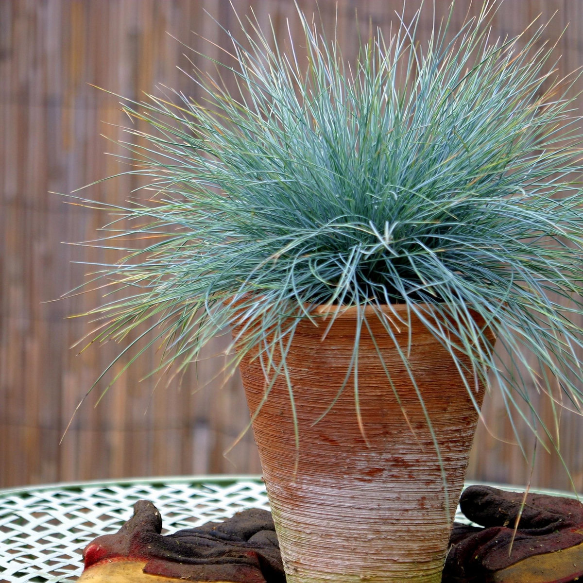 PLANT IN A BOX Fétuque - Set de 6 - Festuca glauca 'Elijah Blue' - Hauteur 10-15cm - ⌀9cm