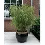  Bambou non-traçant - Le pot / 2L / Hauteur livrée environ 40-50cm - Willemse
