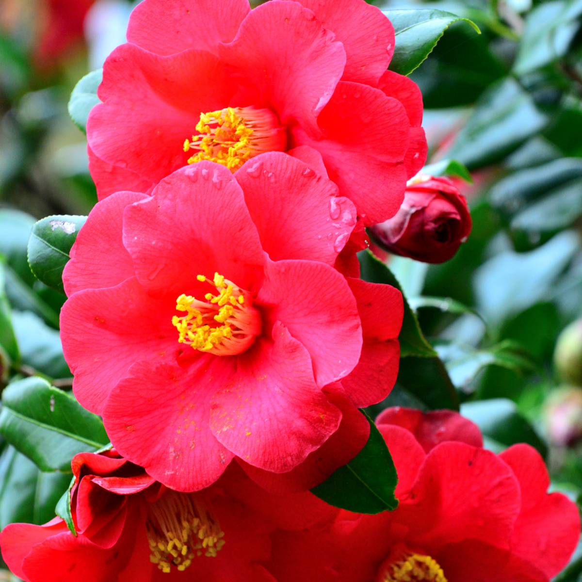 PLANT IN A BOX Camélia - Set de 3 - Camellia japonica 'Lady Campbell' - Hauteur 25-40cm - ⌀9cm