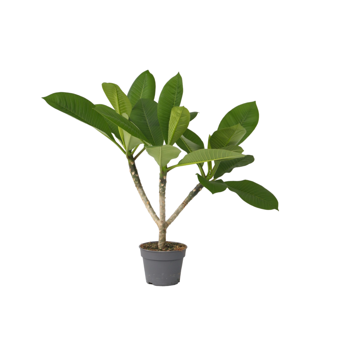 PLANT IN A BOX Frangipanier - Plumeria rubra 'Hawaii' - Hauteur 45-55cm - ⌀17cm