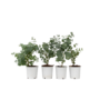 Voir la diapositive 1 : PLANT IN A BOX Gommier - Set de 6 - Eucalyptus 'Pulverulenta' - Hauteur 25-40cm - ⌀12cm