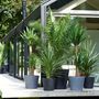 Voir la diapositive 5 : PLANT IN A BOX Mélange de palmiers d'extérieur - Set de 3 - Hauteur 50-70cm - ⌀15cm