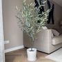 Voir la diapositive 5 : PLANT IN A BOX Olivier artificiel - Hauteur 150cm