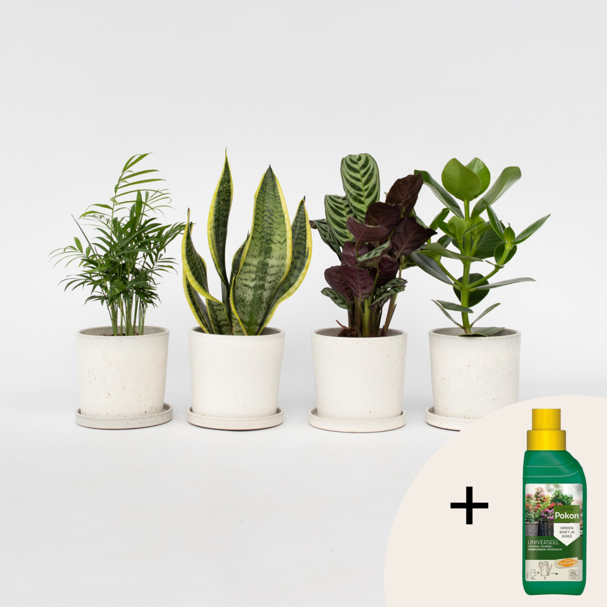 PLANT IN A BOX Mélange de plantes faciles d'entretien - Set de 4 - Hauteur 25-40cm - ⌀12cm