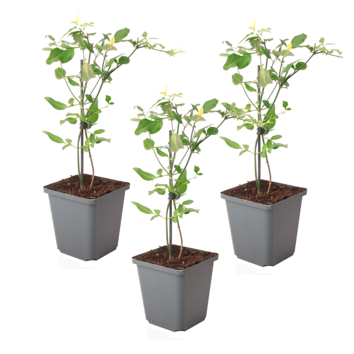 PLANT IN A BOX Jasmin étoilé - Set de 3 - Jasminum 'Summer Scent' - Hauteur 25-40cm - ⌀9cm
