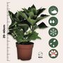 Voir la diapositive 2 : PLANT IN A BOX Hortensia - Set de 3 - Hydrangea macrophylla teller 'Benxi' - H25-40cm - ⌀9cm