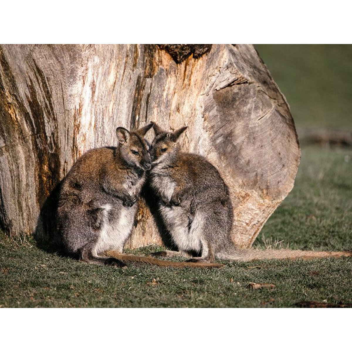 Smartbox 2 entrées adulte pour la Tanière Zoo Refuge près de Chartres - Coffret Cadeau Multi-thèmes