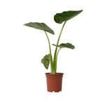 PLANT IN A BOX Plante à grandes feuilles - Alocasia 'Macrorrhizos' - Hauteur 60-70cm - ⌀17cm