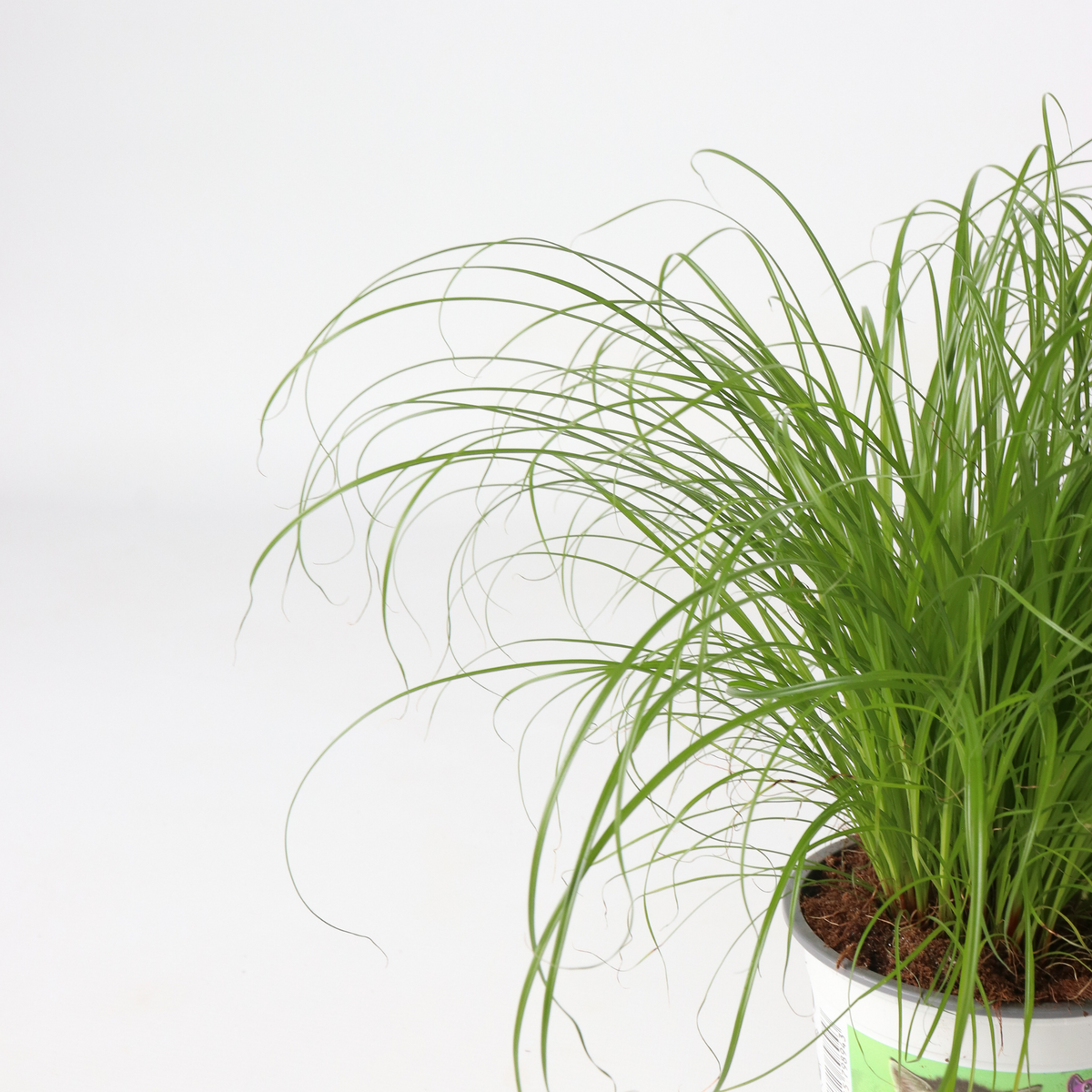 PLANT IN A BOX Herbe à chat - Set de 6 - Cyperus zumula - Hauteur 30-40cm - ⌀12cm