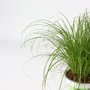 Voir la diapositive 3 : PLANT IN A BOX Herbe à chat - Set de 6 - Cyperus zumula - Hauteur 30-40cm - ⌀12cm