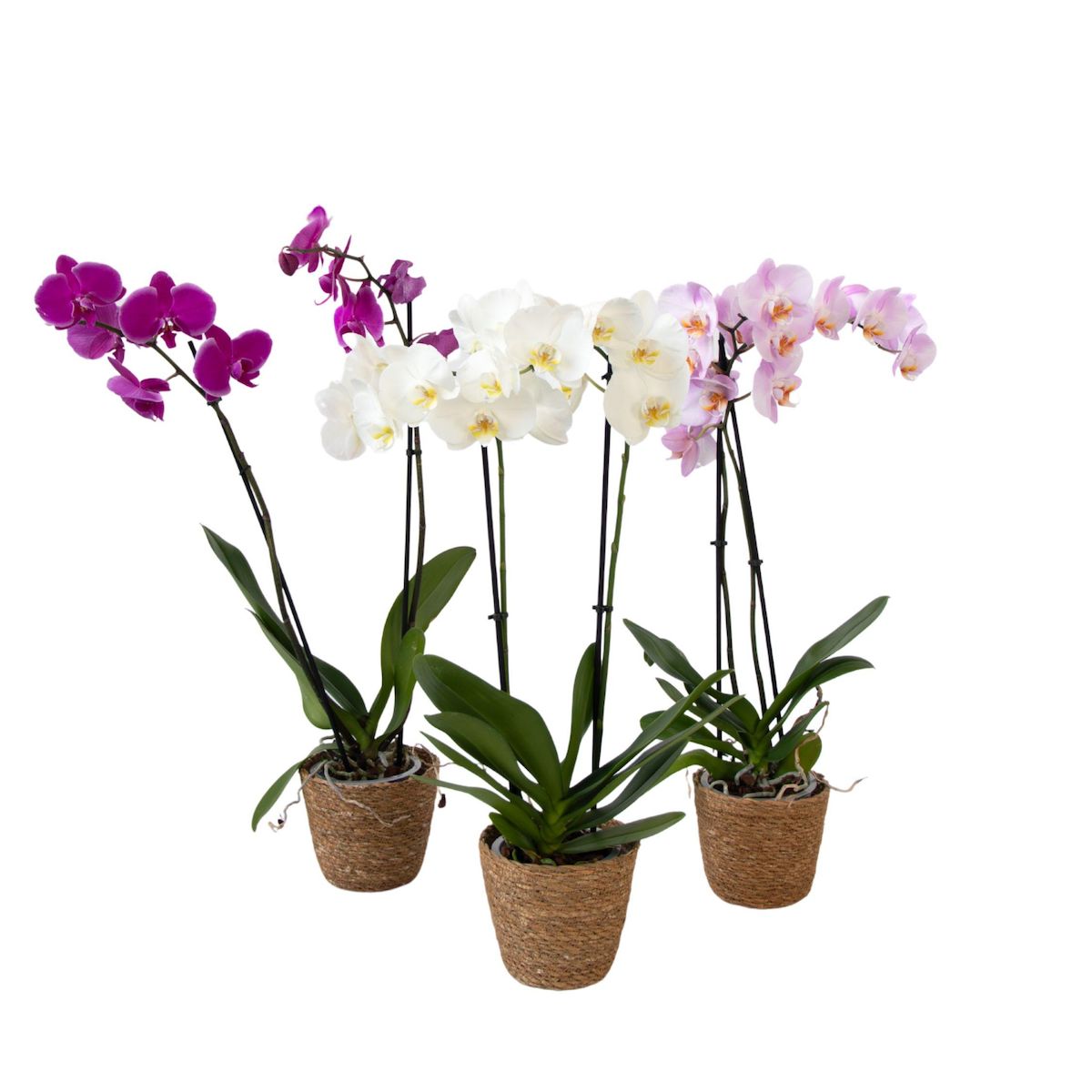 PLANT IN A BOX Orchidée papillon - x3 - Phalaenopsis panier déco - Hauteur 50-60cm - ⌀12cm