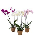 PLANT IN A BOX Orchidée papillon - x3 - Phalaenopsis panier déco - Hauteur 50-60cm - ⌀12cm