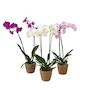 Voir la diapositive 1 : PLANT IN A BOX Orchidée papillon - x3 - Phalaenopsis panier déco - Hauteur 50-60cm - ⌀12cm
