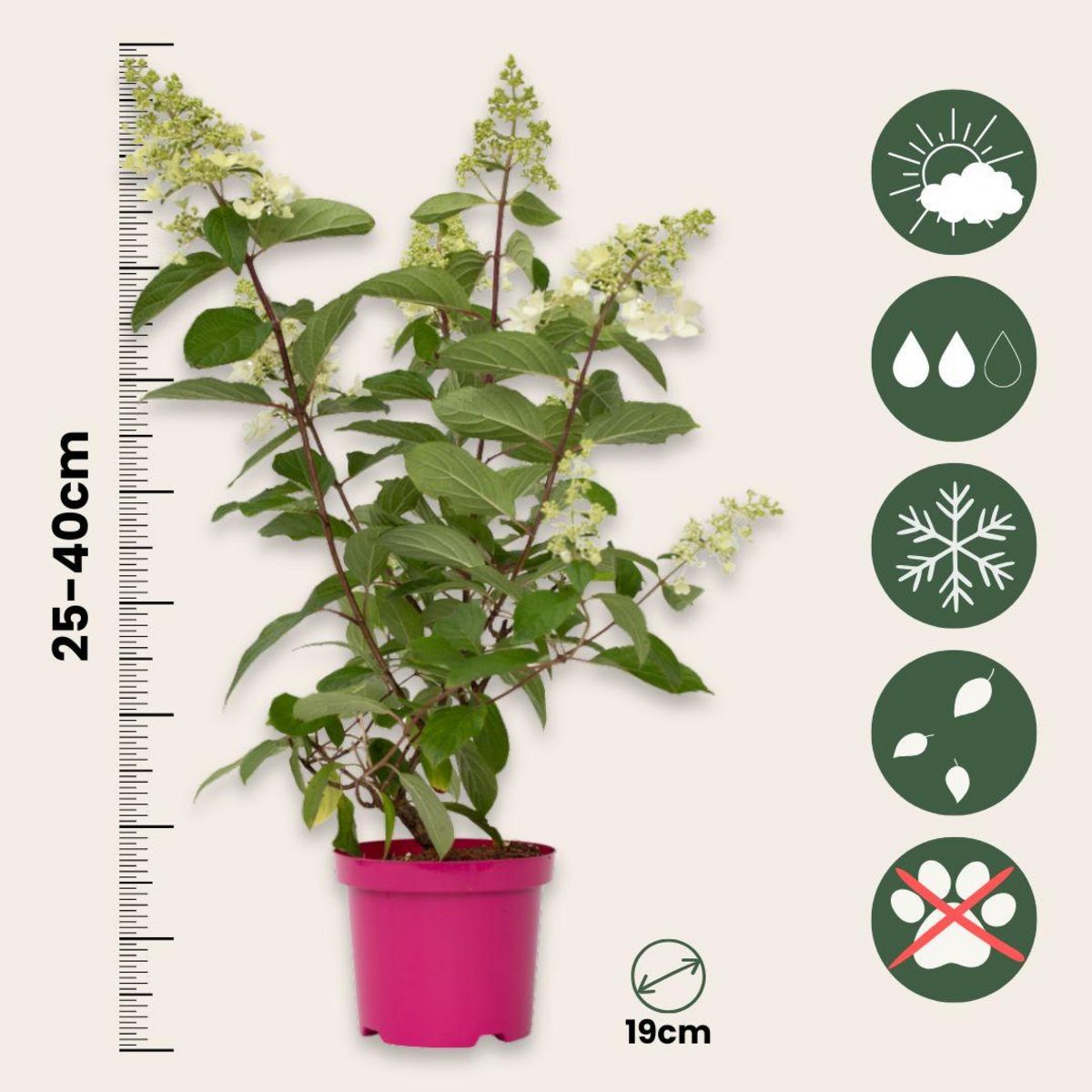 PLANT IN A BOX Hortensia - Hydrangea paniculata 'Pinky Winky' - Hauteur 25-40cm - ⌀19cm