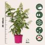 Voir la diapositive 2 : PLANT IN A BOX Hortensia - Hydrangea paniculata 'Pinky Winky' - Hauteur 25-40cm - ⌀19cm