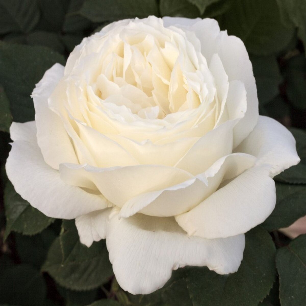 Rosier buisson Douce Blanche