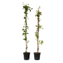 Voir la diapositive 1 : PLANT IN A BOX Chèvrefeuille - Set de 2 - Lonicera 'American Beauty' - H110-120cm - ⌀17cm