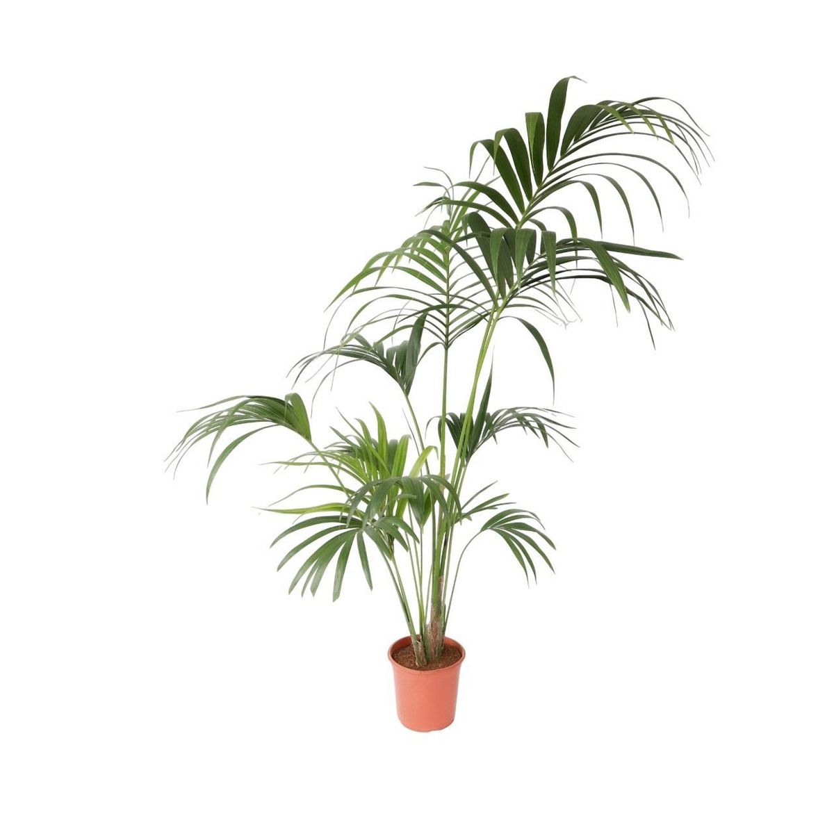 PLANT IN A BOX Palmier Kentia - Howea forsteriana - Hauteur 150-170cm - ⌀24cm